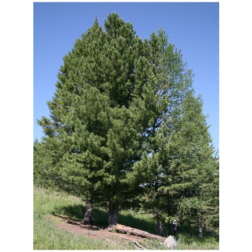 Семена Кедр сибирский (Pinus sibirica)