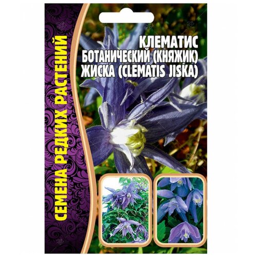 Семена Клематиса ботанического (княжик) Жиска (Clematis Jiska) (3 сем) фото