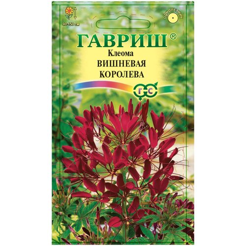 Семена клеомы Вишневая королева фото