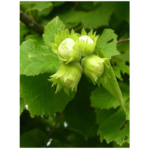 Семена Лещина обыкновенная (Corylus avellana)