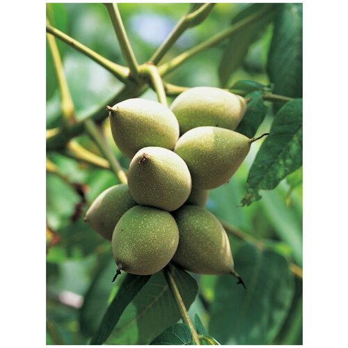 Семена Орех маньчжурский (Juglans mandshurica)