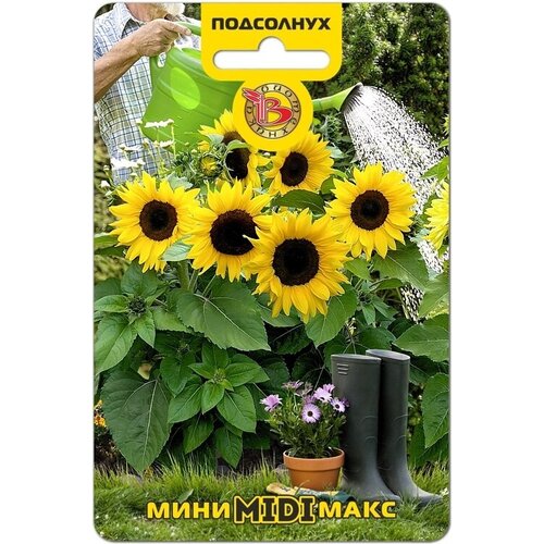 Семена Подсолнуха межвидового гибрида "Мини-Макс Миди" F1 (5 семян) фото
