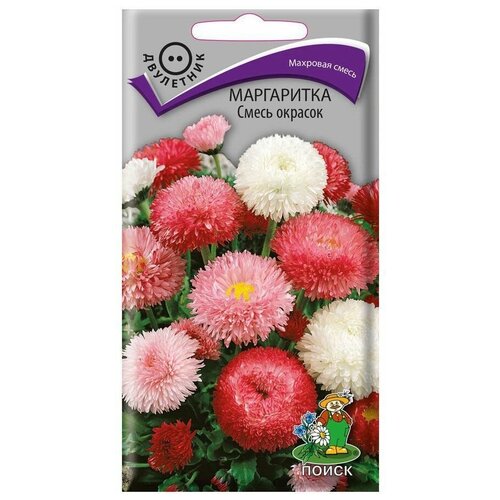 Семена поиск Маргаритка смесь окрасок фото