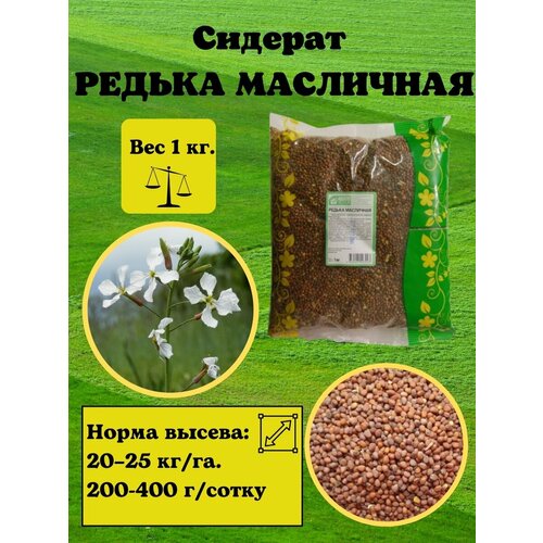 Семена редька масличная 1 кг