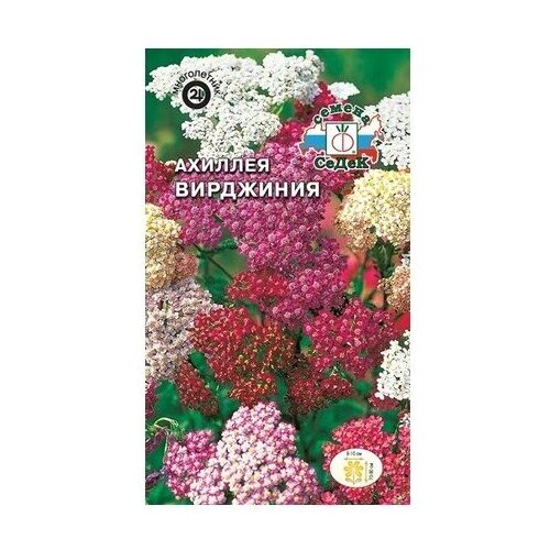 Семена СеДек Ахиллея Вирджиния фото