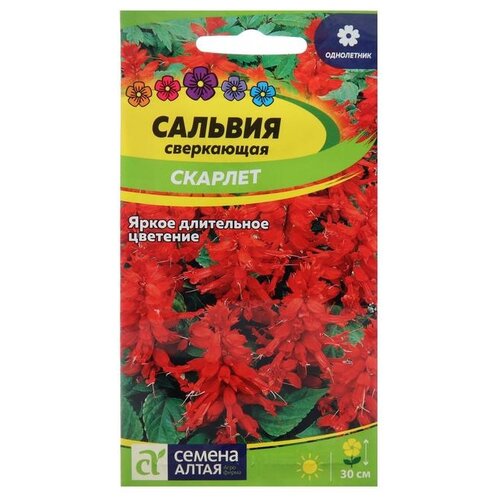 Семена Семена Алтая Сальвия Скарлет