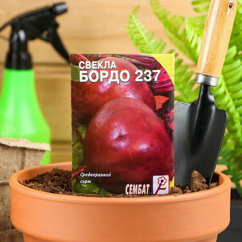 Семена Свекла "Бордо 237"