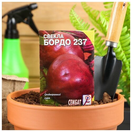 Семена Свекла "Бордо 237"