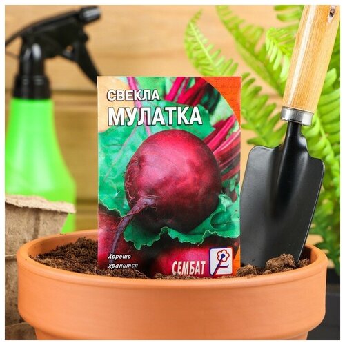 Семена Свекла "Мулатка"