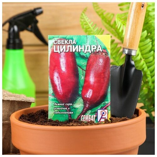 Семена Свекла "Цилиндра"
